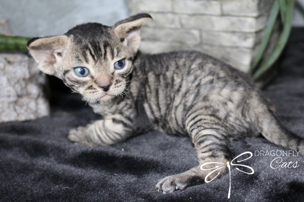 DragonflyDevon Charlie Brown – Devon Rex