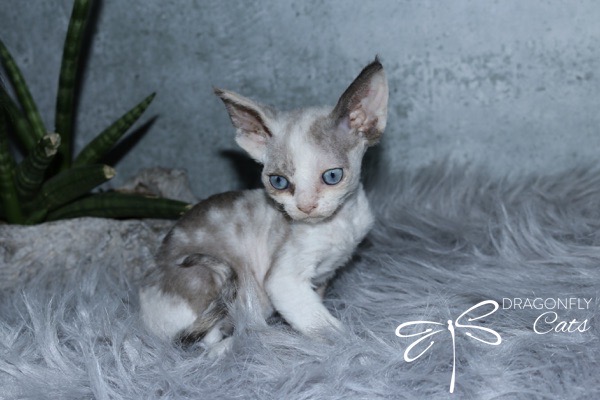 DragonflyDevon Blueberry Bee – Devon Rex