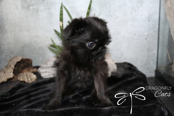 DragonflyGriff Stevie – Griffon bruxellois