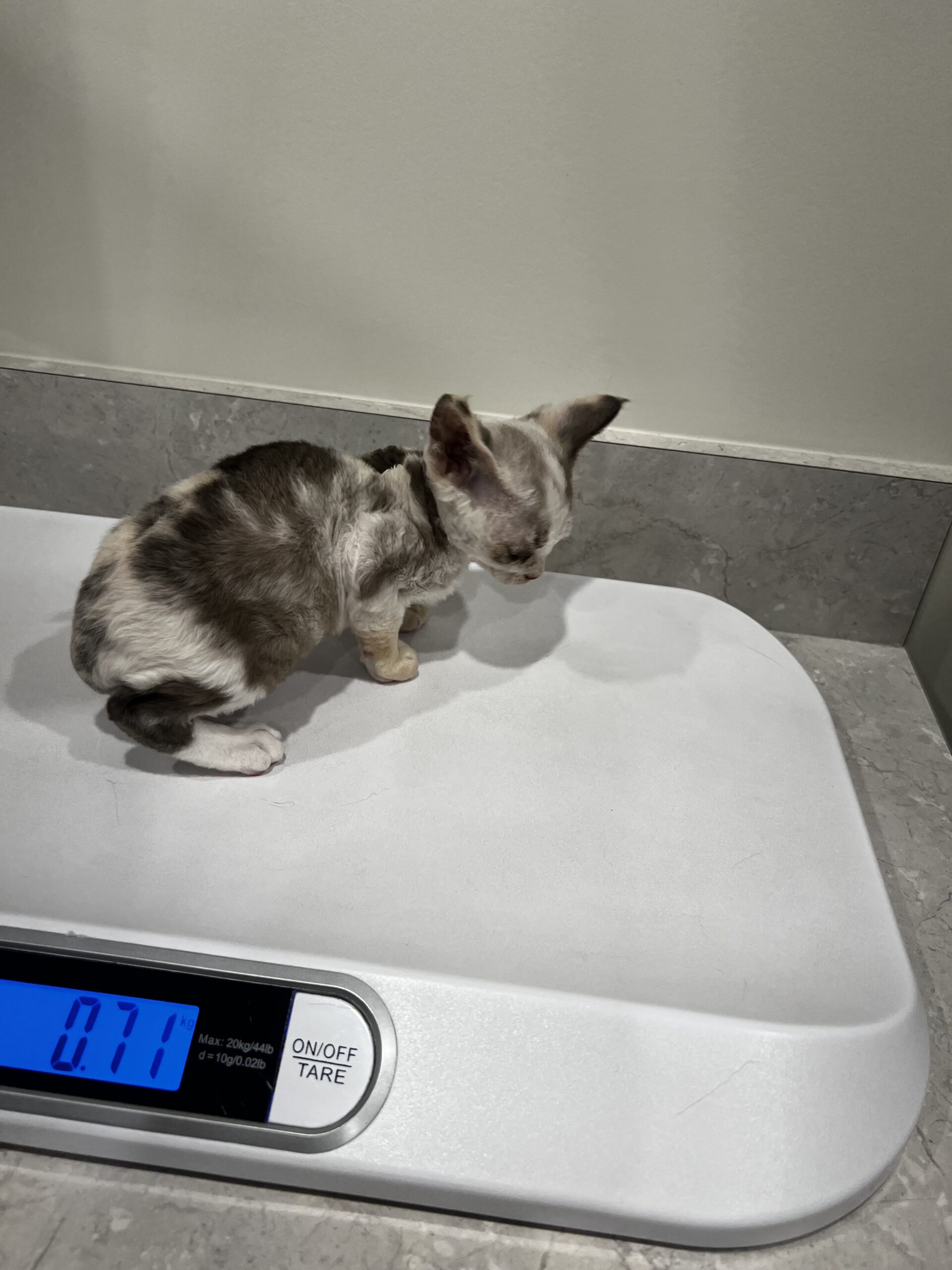 Devon Rex kitten being weighed on a scale