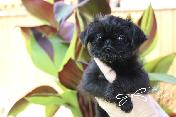 Chiot Griffon bruxellois noir parmi des feuilles colorées