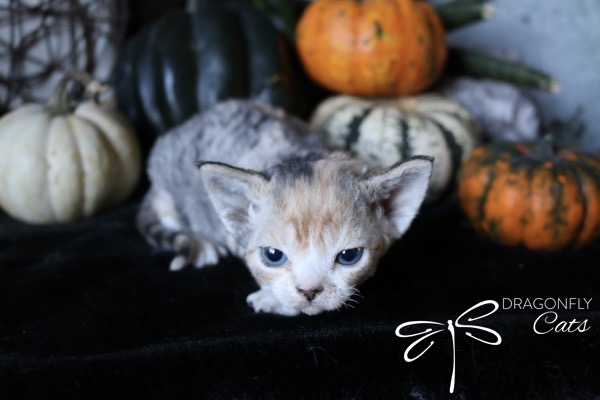 DragonflyDevon Chimera – Devon Rex