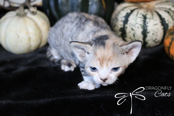 DragonflyDevon Chimera – Devon Rex