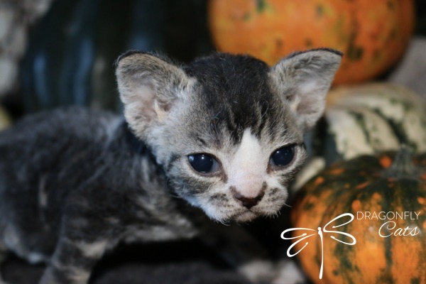DragonflyDevon Poyo – Devon Rex