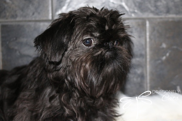 DragonflyGriff Raven – Griffon bruxellois