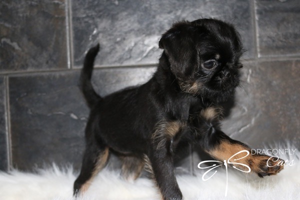 DragonflyGriff Salem Spooks – Griffon bruxellois