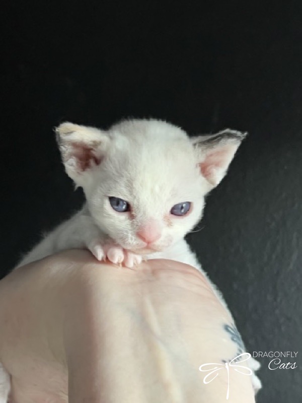 DragonflyCats Bee – Devon Rex