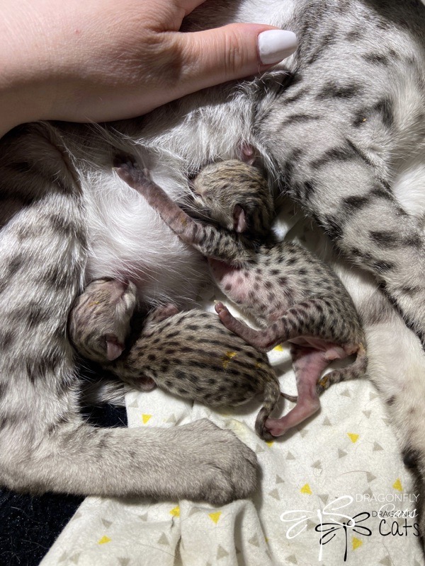 Newborn spotted kittens nursing