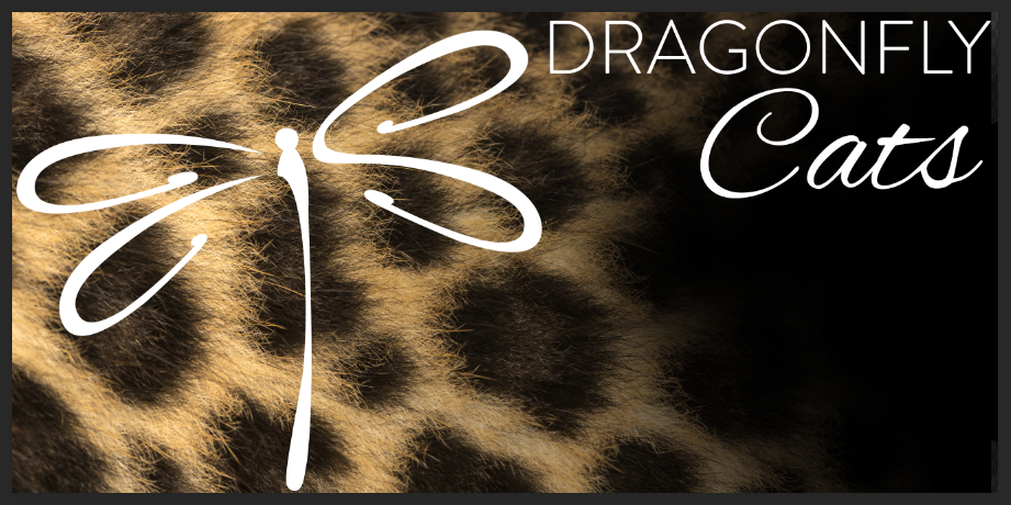 Logo DragonflyCats sur un fond léopard