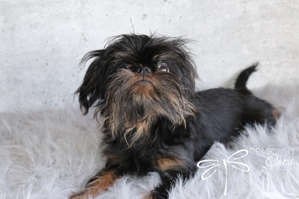 Brussels Griffon breeder New Jersey: Brussels Griffon raised by DragonflyCats