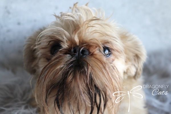 DragonflyGriff Happy – Brussels Griffon