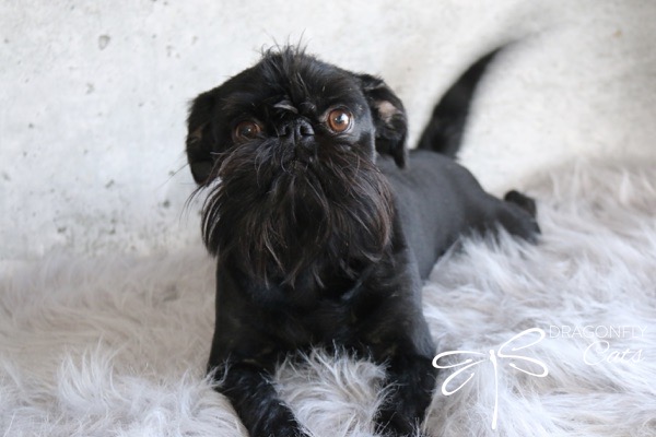 DragonflyGriff Marcus – Brussels Griffon