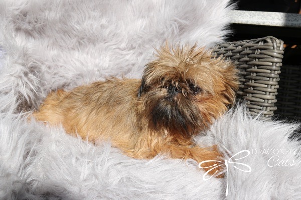 Brussels Griffon breeder Vancouver: Brussels Griffon raised by DragonflyCats